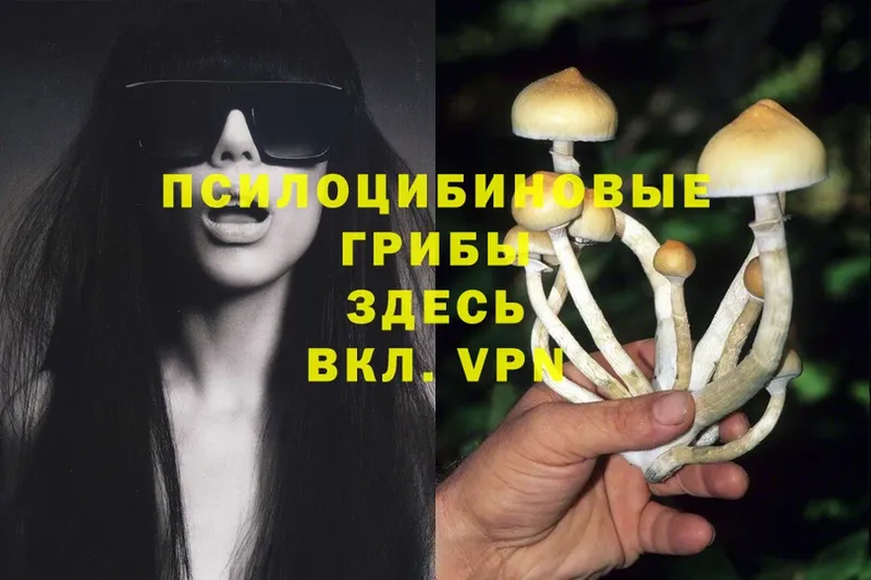 Галлюциногенные грибы Psilocybine cubensis  наркота  Кологрив 